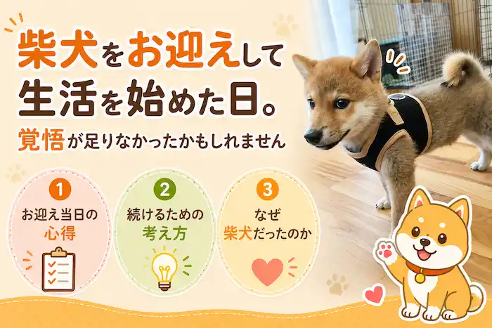 柴犬のお迎え初日：覚悟が足りなかったかもしれない。