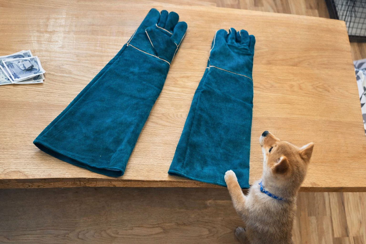 柴犬の散歩デビュー：ハーネス装着を全力で拒否