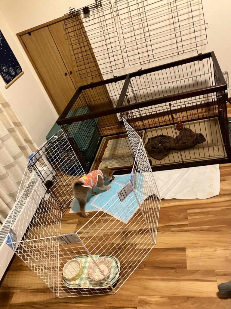 トイレトレーニング、甘噛み、迎えて三ヶ月くらいは大変です