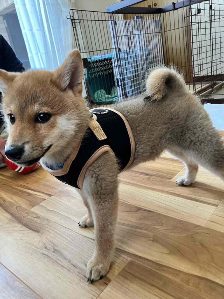 柴犬のお迎え初日：覚悟が足りなかったかもしれない。