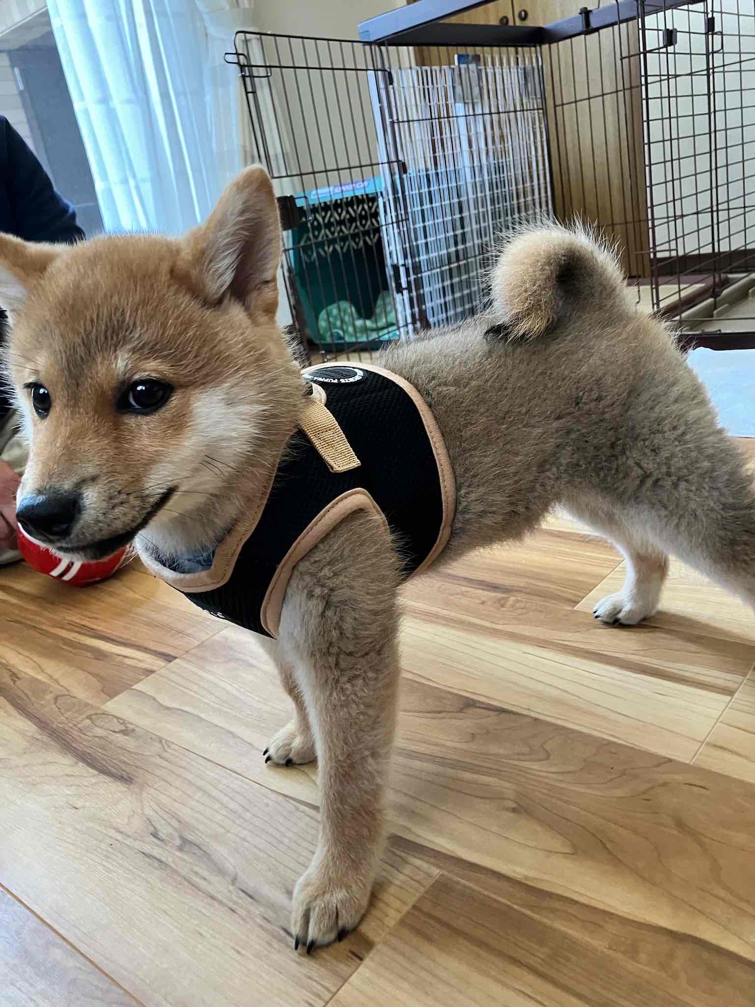 柴犬のお迎え初日:覚悟が足りなかったかもしれない。