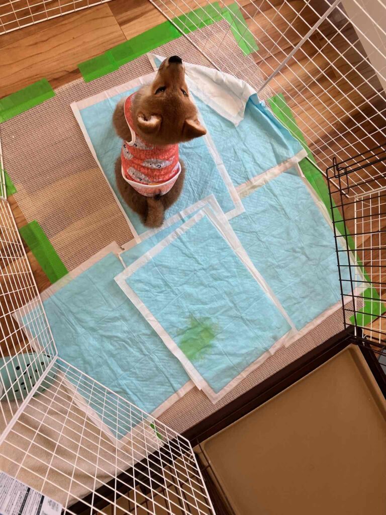 シガンシナ区でトイレトレーニング中のイヌヲ