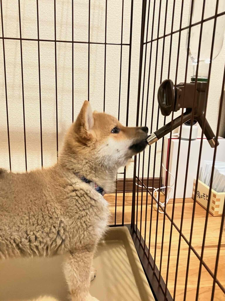 柴犬を飼い始めるのに何が必要？