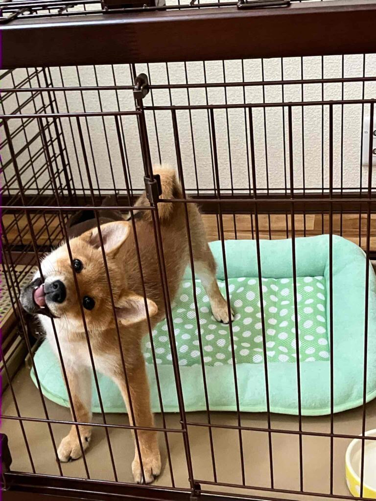 子犬の乳歯は痛い