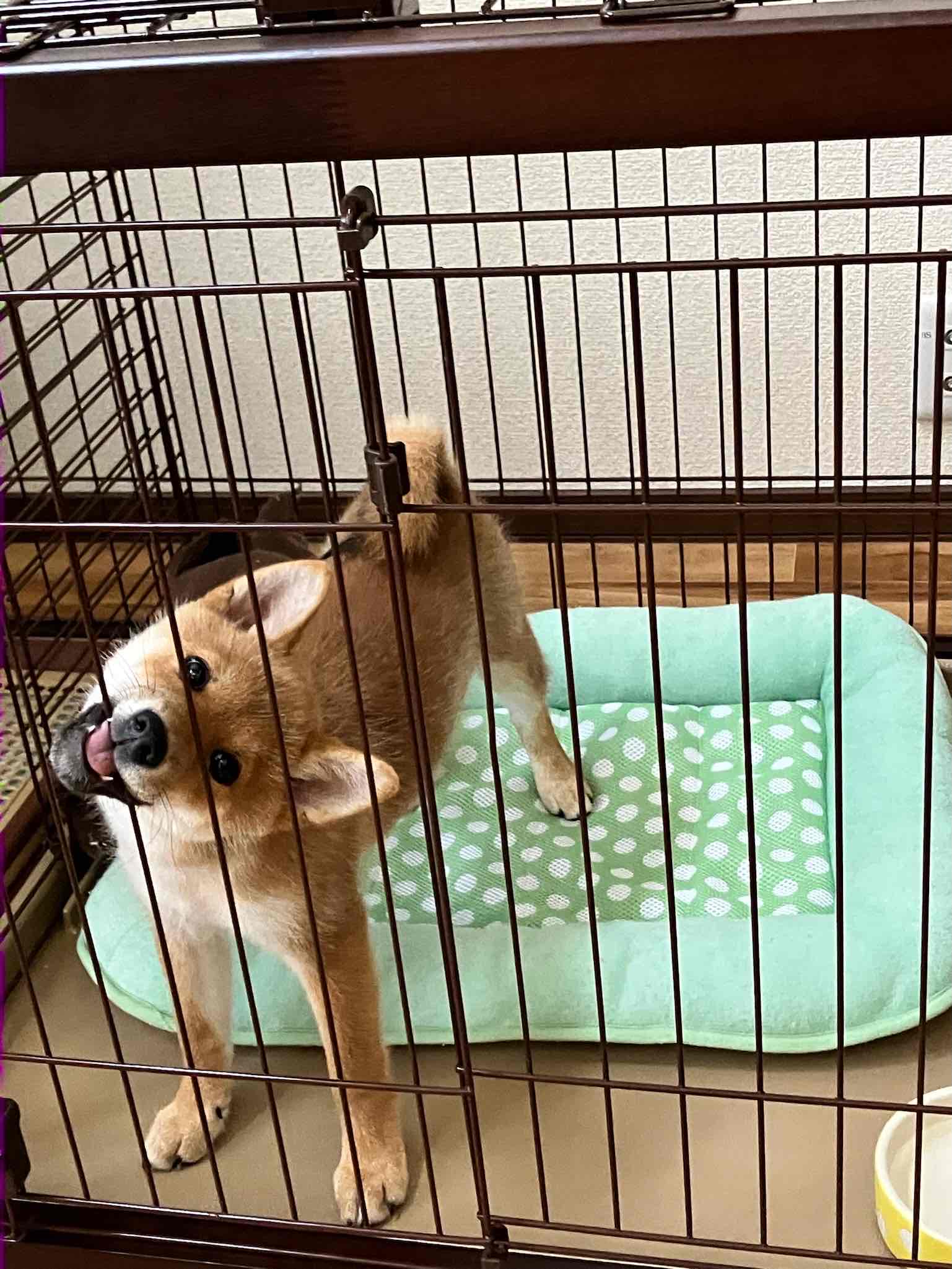 子犬の乳歯は痛い