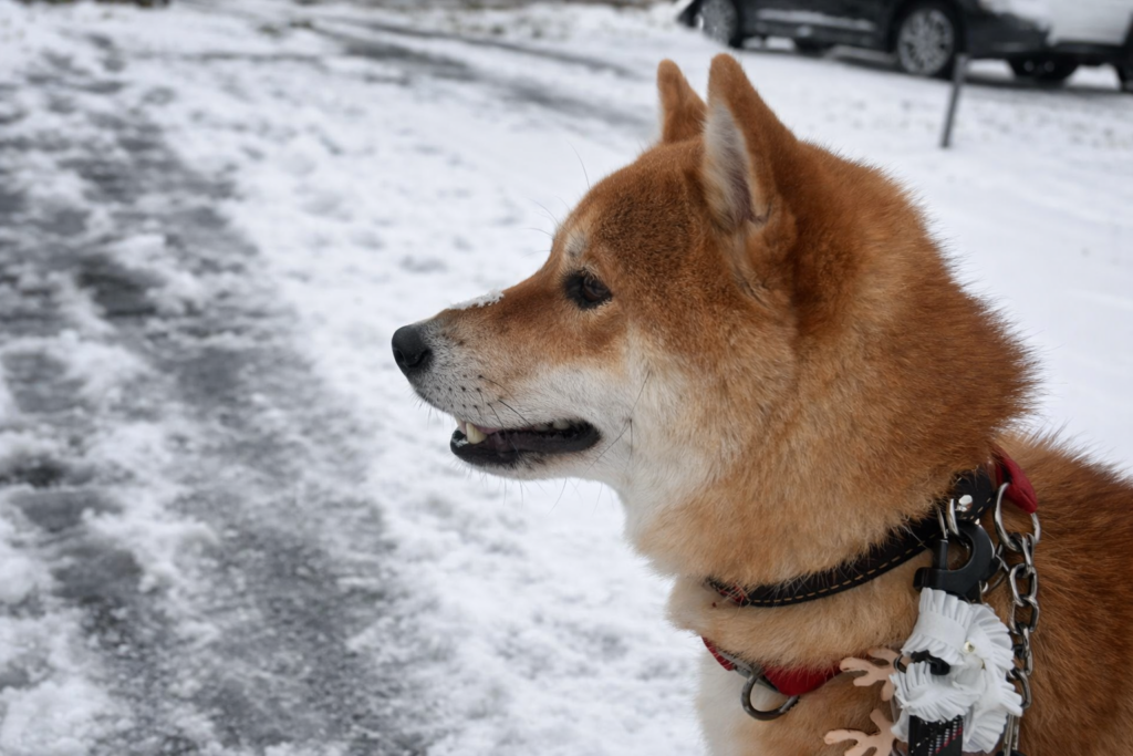 柴犬は寒さには強い印象です