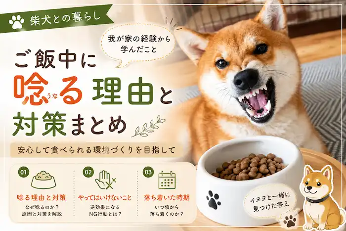 柴犬のフードアグレッシブ対策は？
