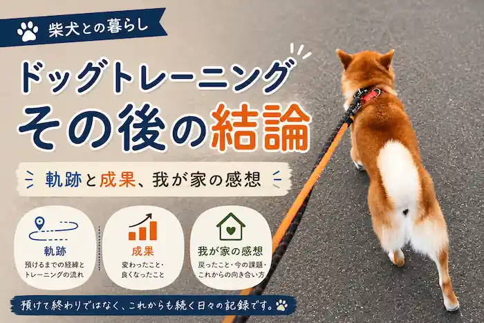 柴犬のドッグトレーニング総括。