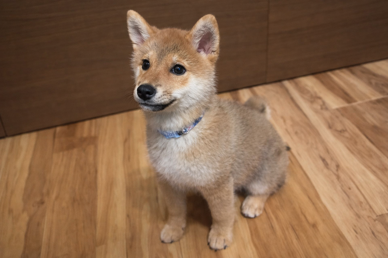 柴犬は気が強い子も多く叱ると反発するパターンもあります