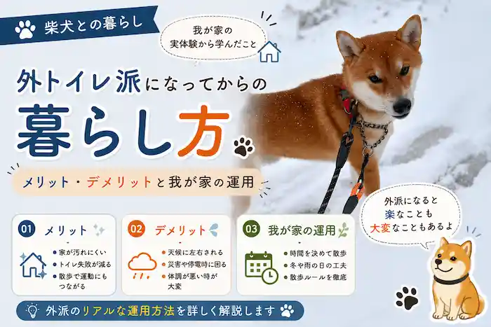 柴犬は頑固でした。