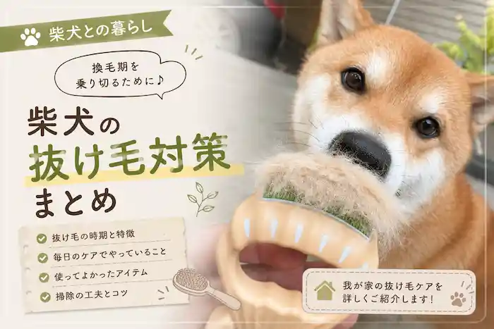 柴犬の抜け毛は多いし大変ですけど