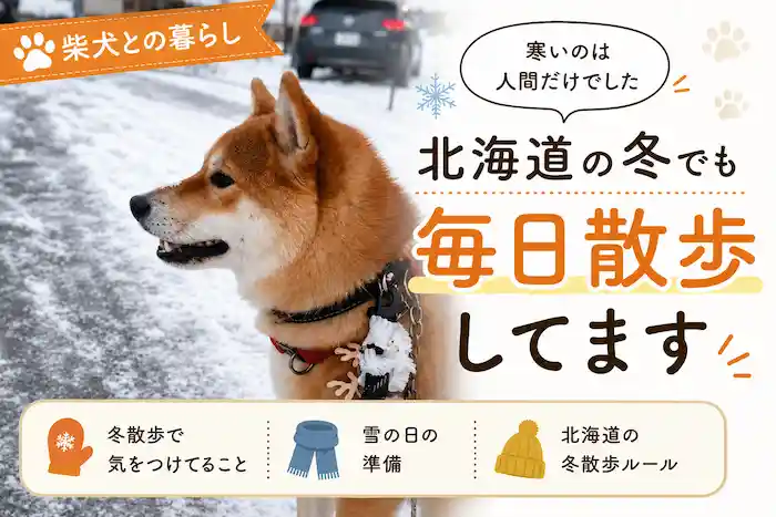 柴犬は寒さには強い印象です