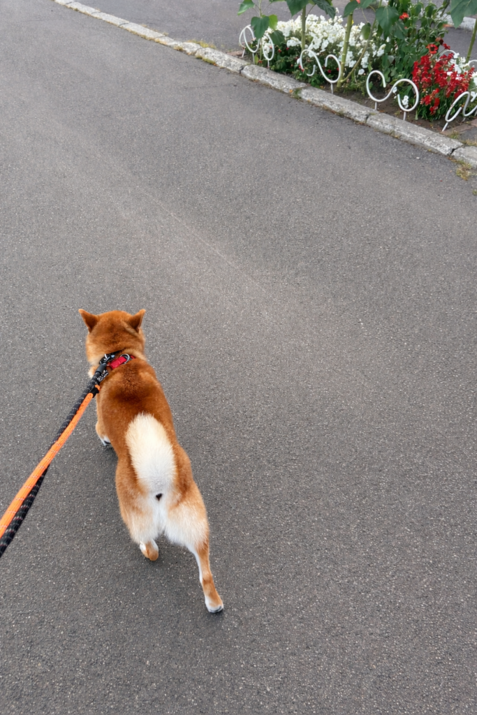 柴犬のドッグトレーニング総括。
