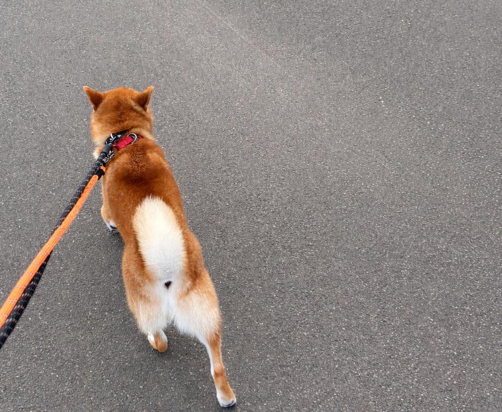 柴犬のドッグトレーニング総括。