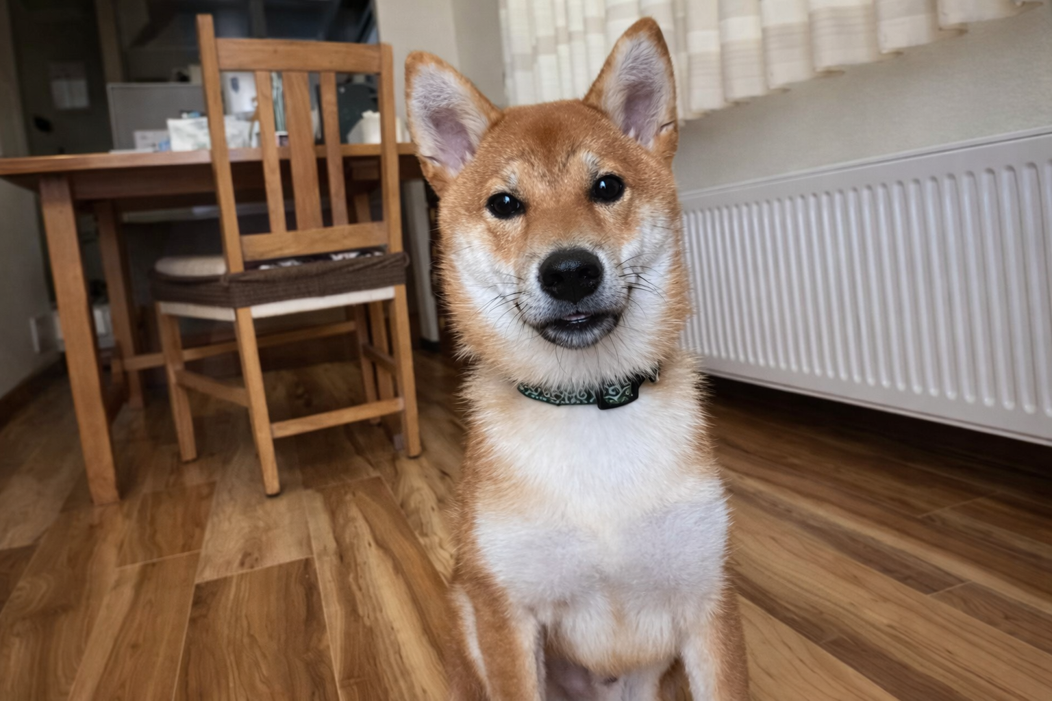 柴犬と穏やかに暮らすためにはコマンドはあったほうがいいです。