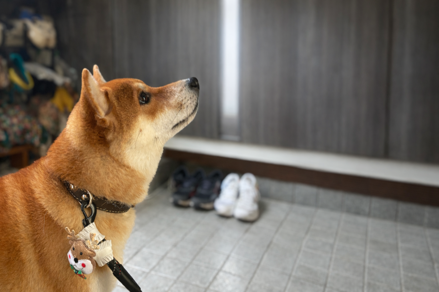 柴犬なんて家でしないの当たり前じゃん。って言われることもあります。