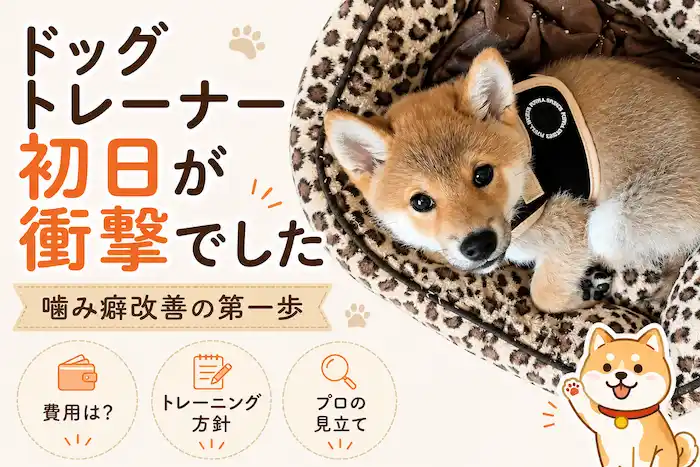 柴犬のしつけ相談：ドッグトレーナーとの邂逅