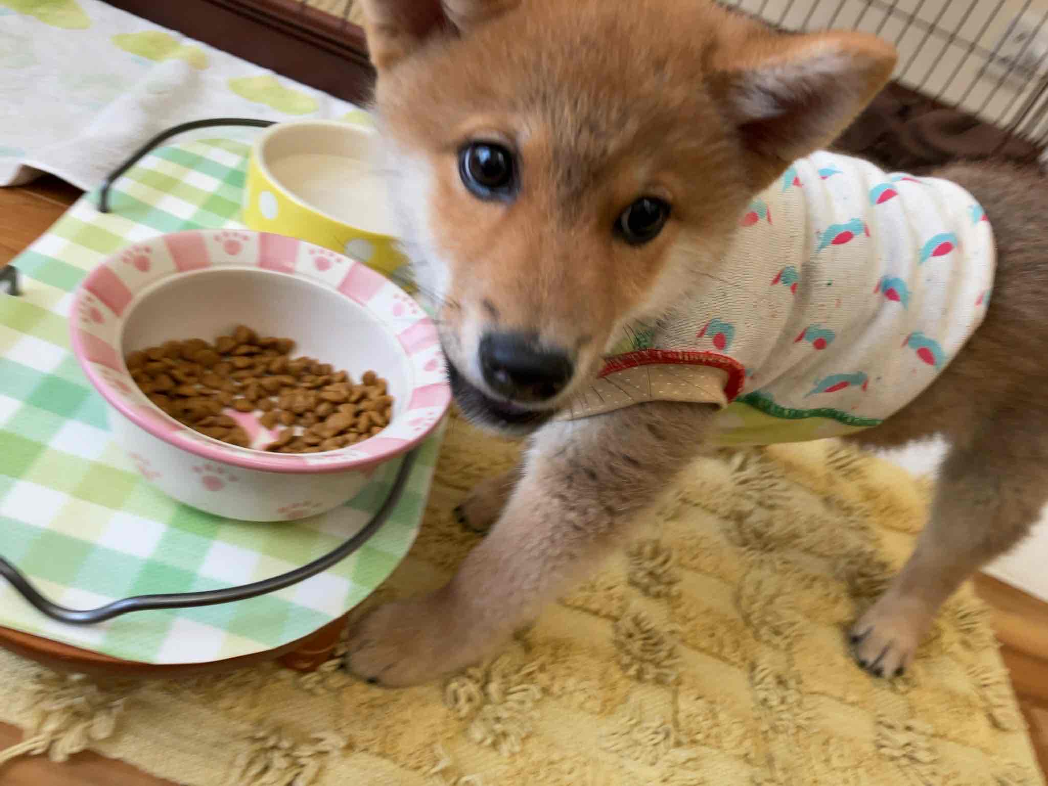 柴犬のごはんは何がいい？アカナ・オリジンを食べました。