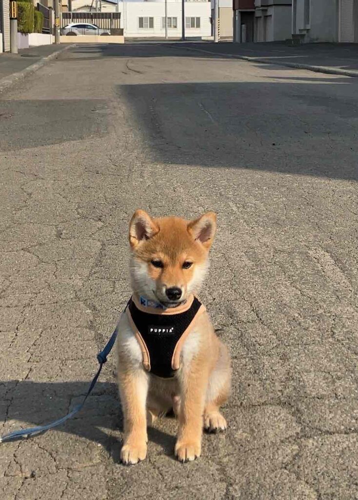 散歩デビューで固くなっているイヌヲ