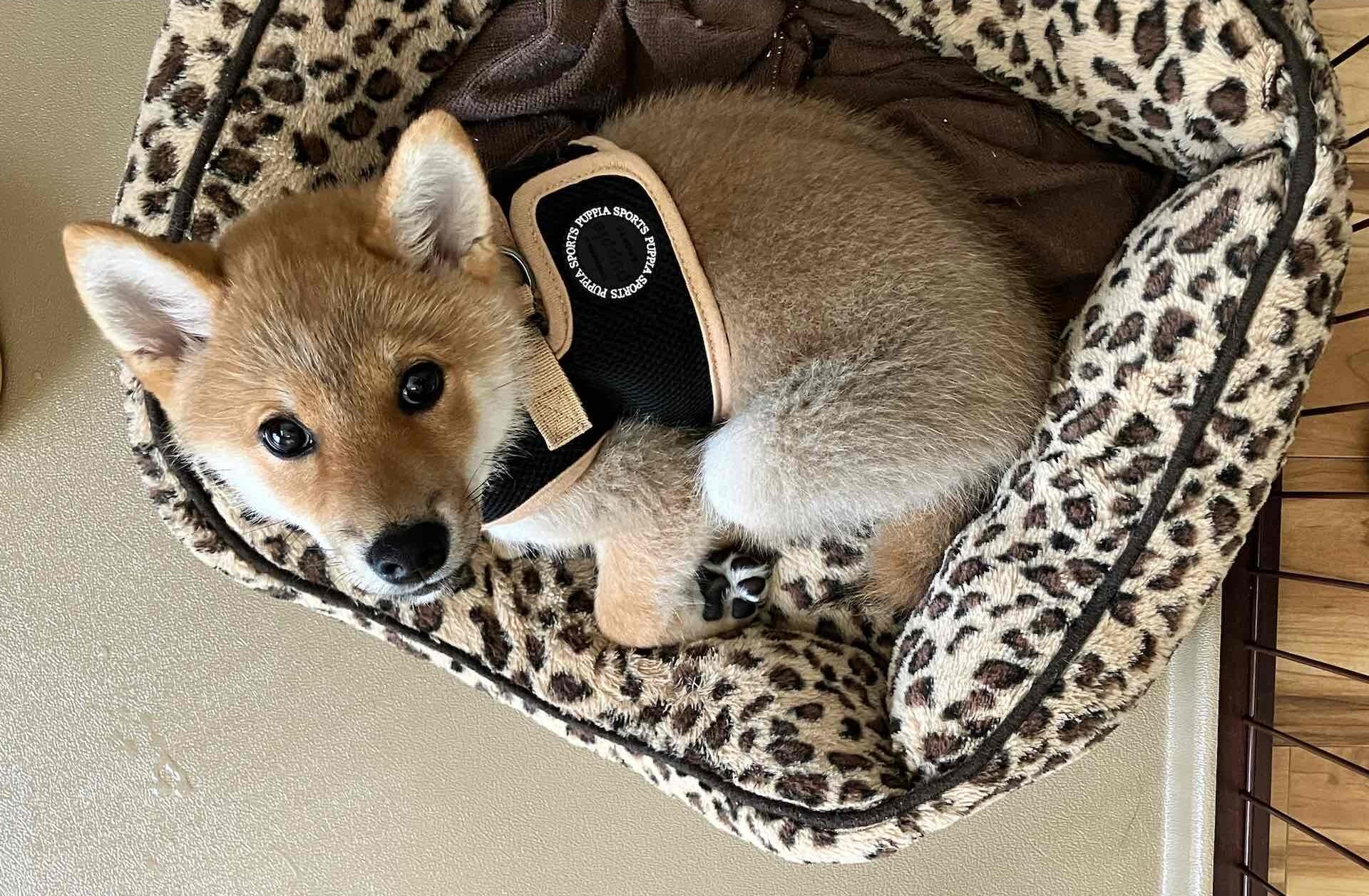 柴犬のしつけ相談：ドッグトレーナーとの邂逅