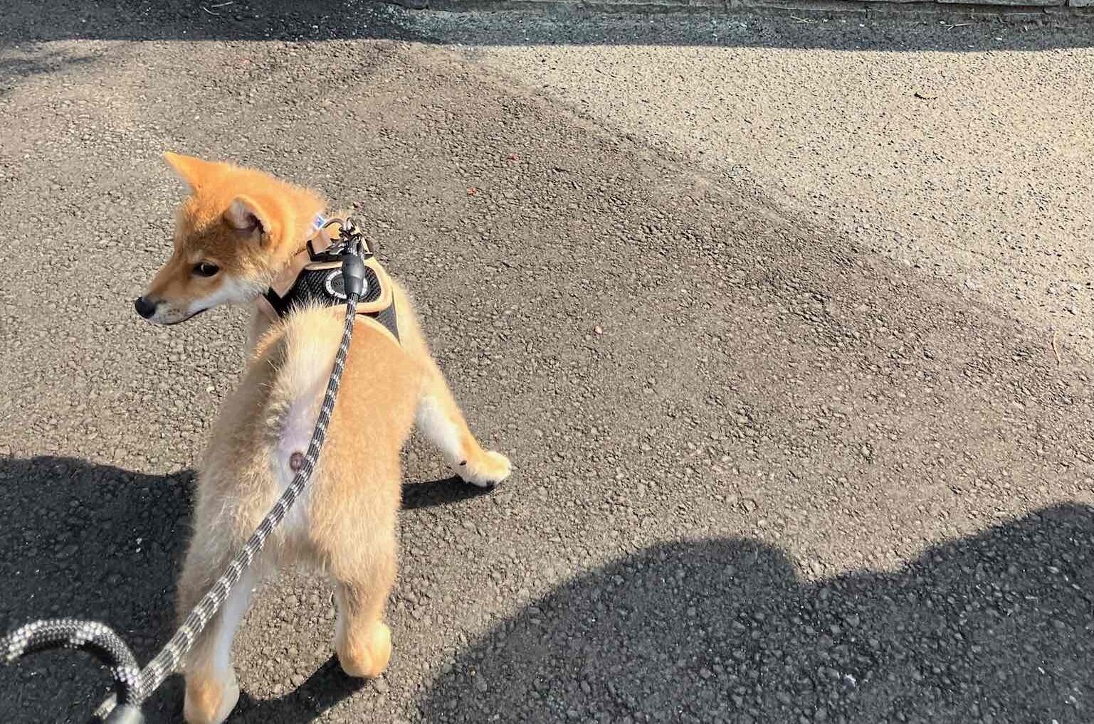 ハーネス・リードの装着で困っている飼い主いませんか?