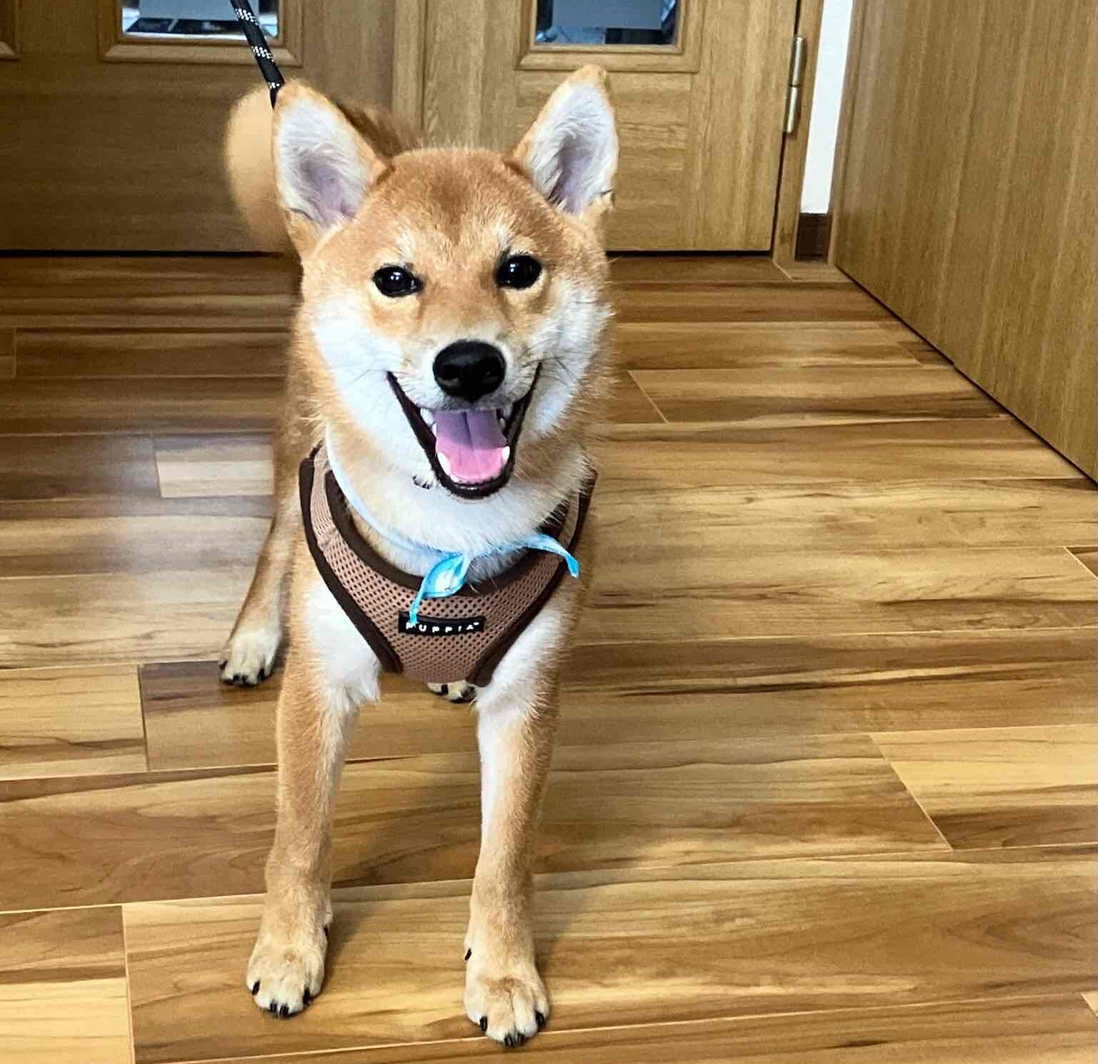 預託トレーニングは魔法ではない。だけどきっかけはもらえる。