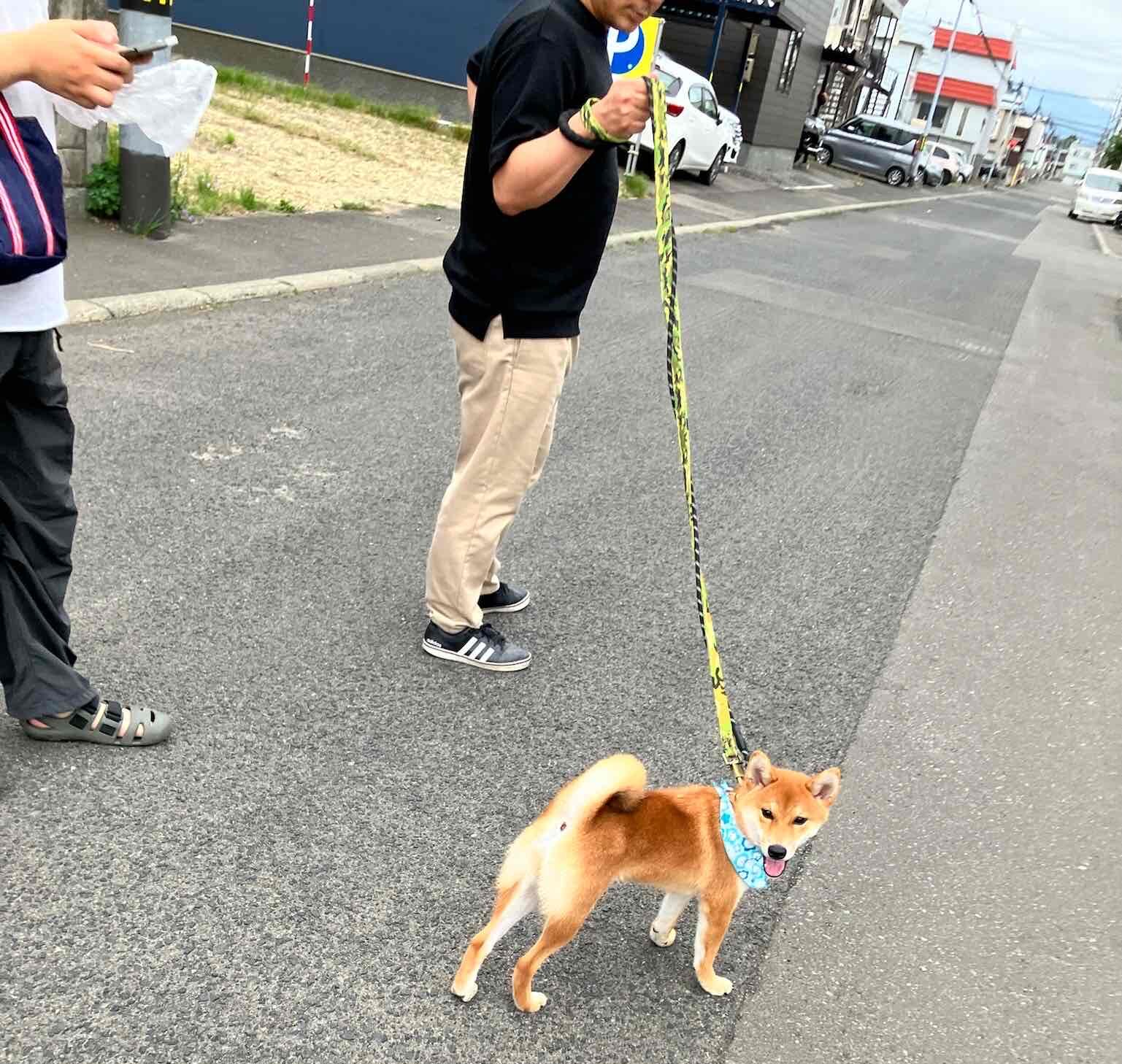 柴犬との生活が辛いと感じたら、手を打たねばなりません