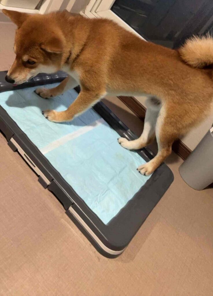 柴犬の理想は家トイレです