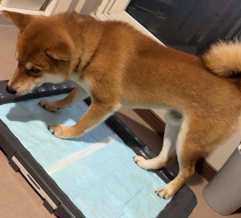 柴犬の理想は家トイレです