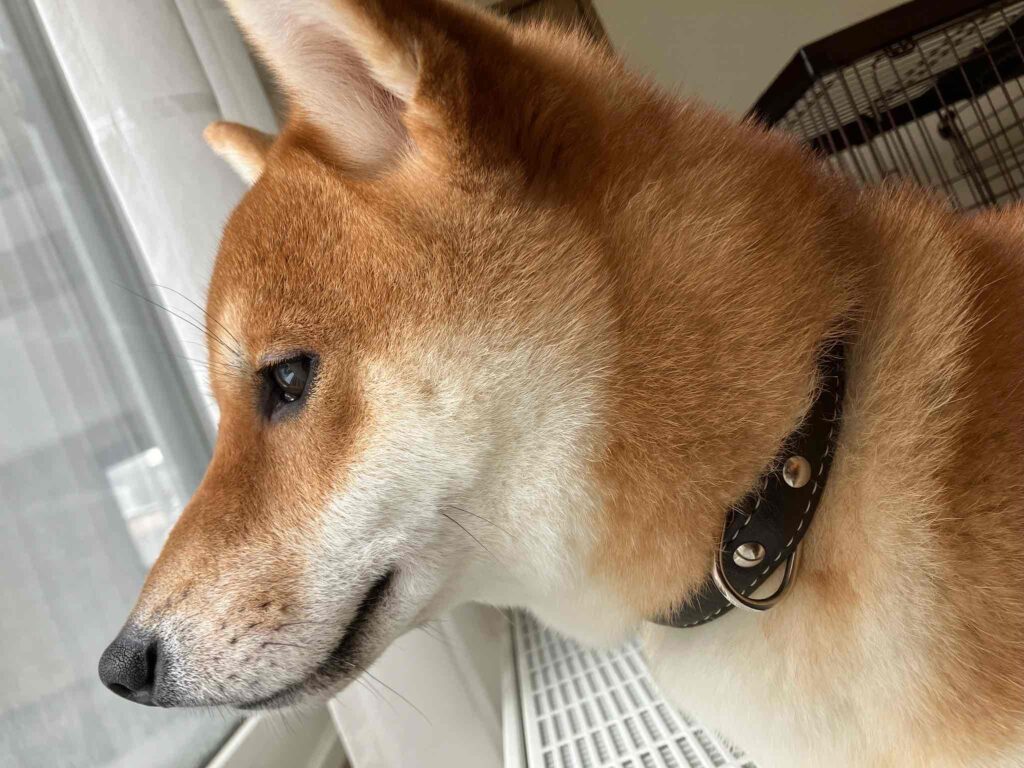 家トイレ外トイレ、1年奮闘しましたけど