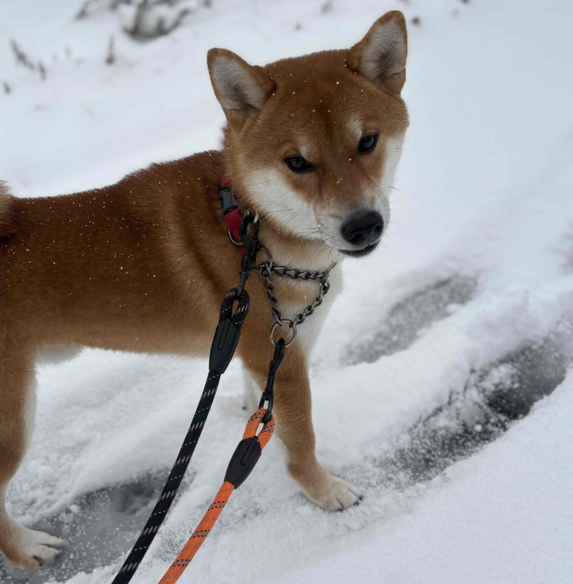 柴犬は頑固でした。