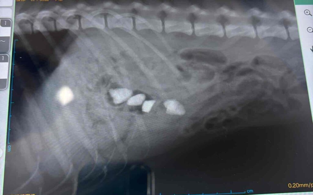 柴犬が散歩中に石を誤飲した際のレントゲン画像