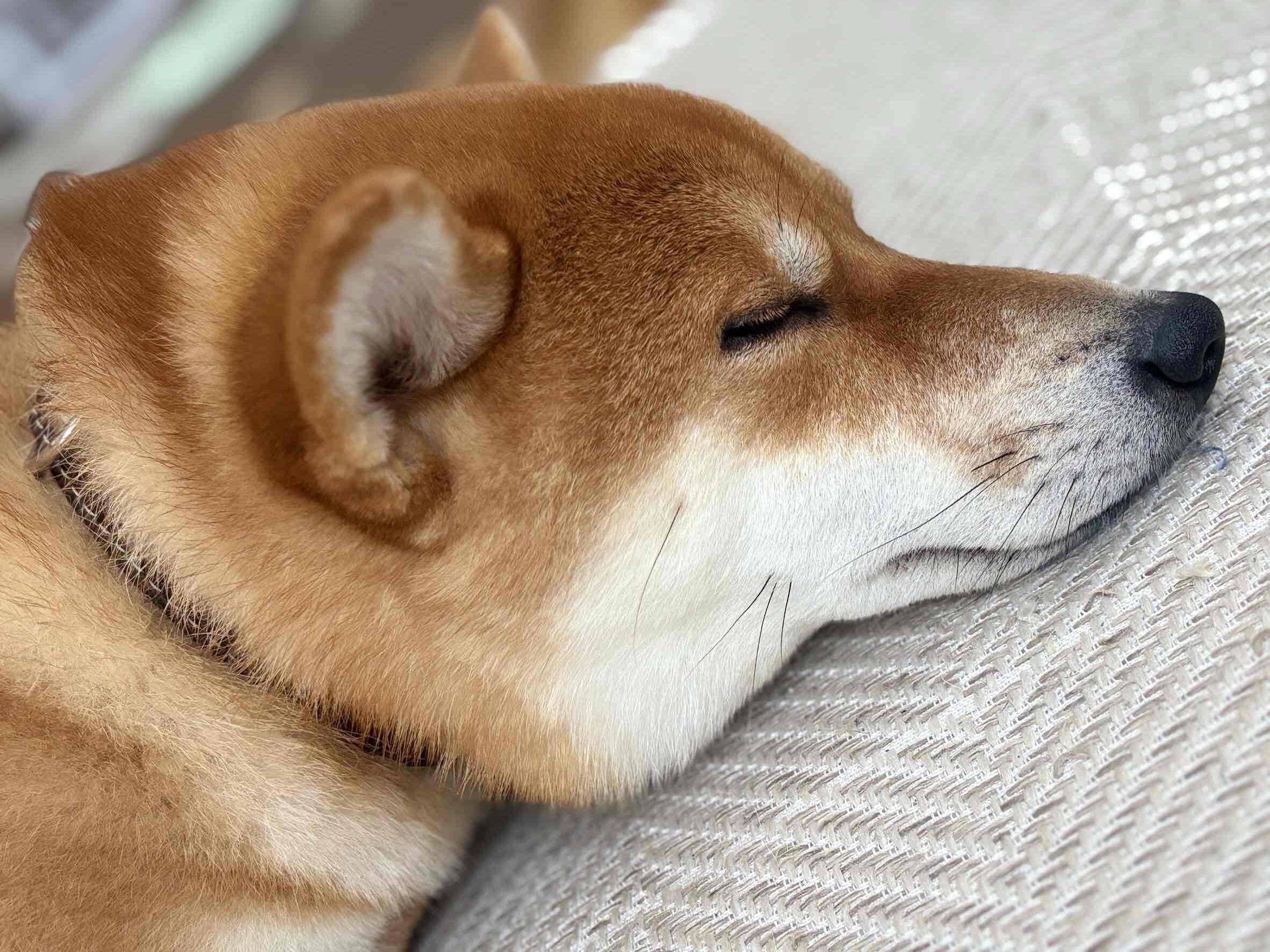 柴犬って噛むし唸ります。どうやって付き合っていくか考えましょう