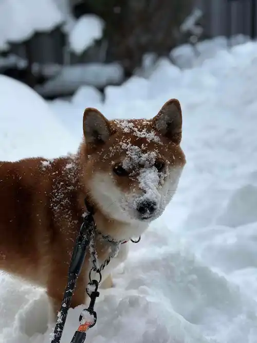 雪まみれのイヌヲ