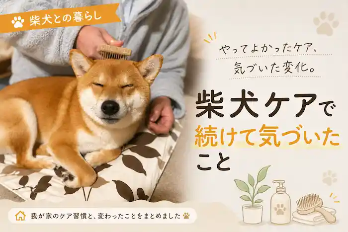 柴犬のブラッシングは習慣化しましょう