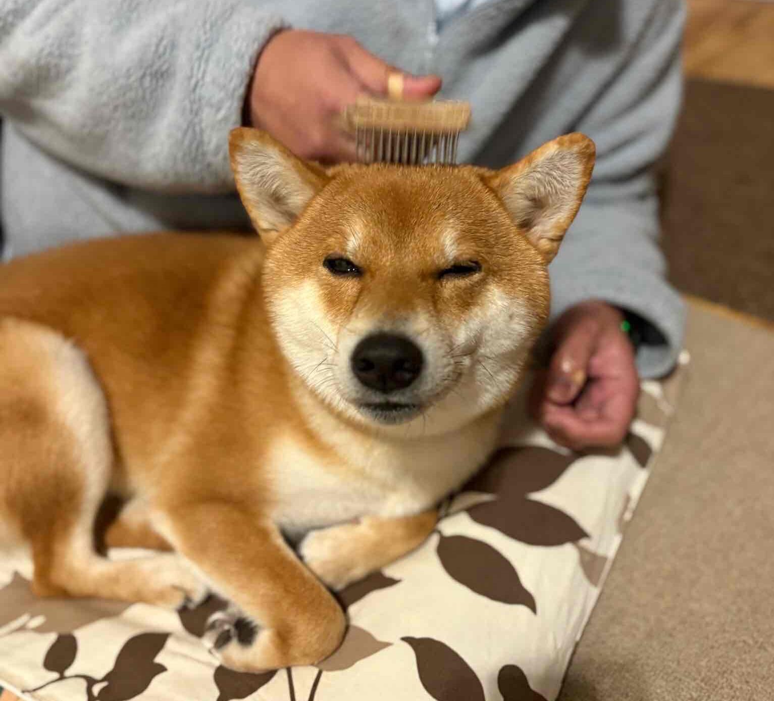 柴犬のブラッシングは習慣化しましょう