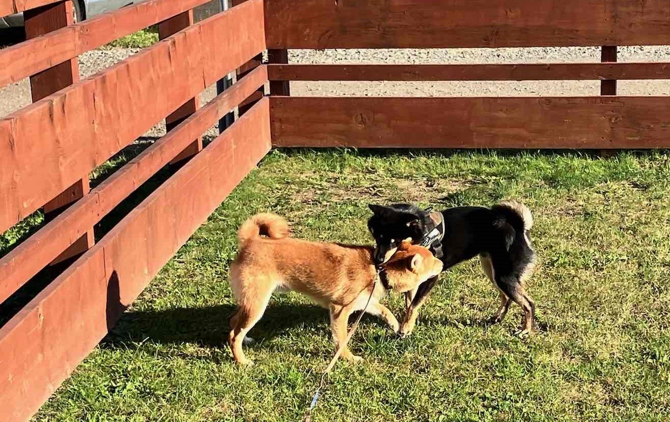 ドッグランで柴犬は嫌われるのか