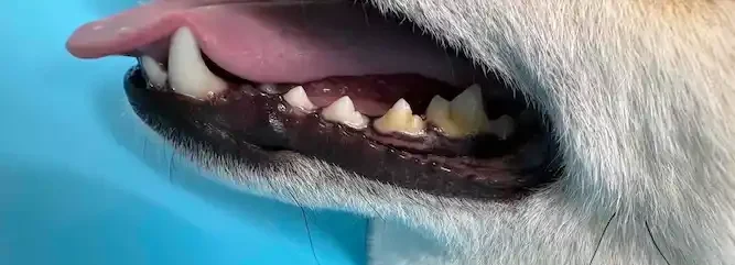 イヌヲの歯石