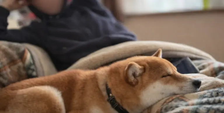 飼い主とくつろぐイヌヲ