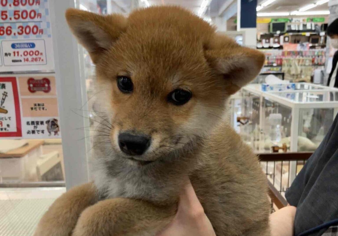 ペットショップで初めて会った日