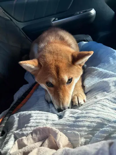 結構しんどい状態の時はこんな感じになっちゃいます。